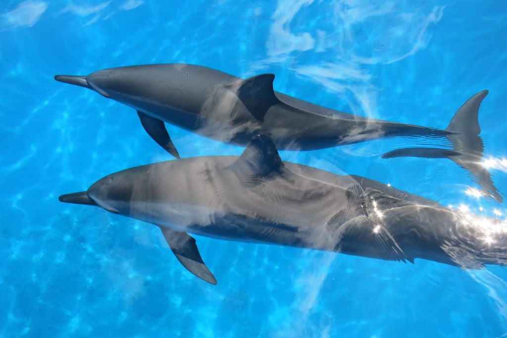 ハワイ・ホノルルでダイビングするならミスマリーンダイビングアドベンチャーズ