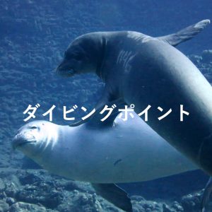 ダイビングポイント